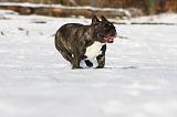 BOULEDOGUE FRANCAIS 924